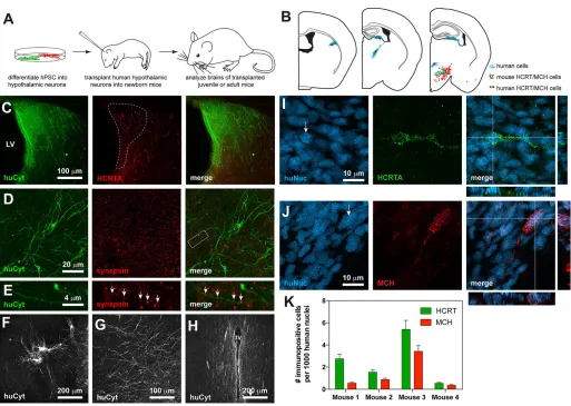 Fig. 7. Survival of hPSC-derived neurons in the mouse brain. (A) Experimental schematic