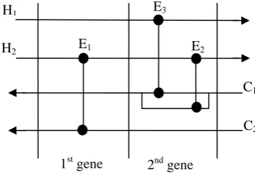 Figure 1. Nodes in each gene with 2 branches in each splitter  