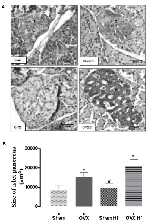 Fig. 5. Morphologic analysis of pancreatic islets. A) Immunohistochemical 