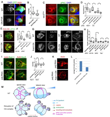 Fig. 7. Endocytic recycling mediates the formation of ectopic protrusions and regulates the polarized distribution of two distinct pools of aPKC.(A,B) The front-polarized localization of aPKC near the lateral outside membrane in WT border cells was absent 