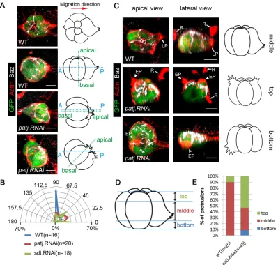 Fig. 2. Sdt and Patj are required for positioning of the apical-basal axis of border cells