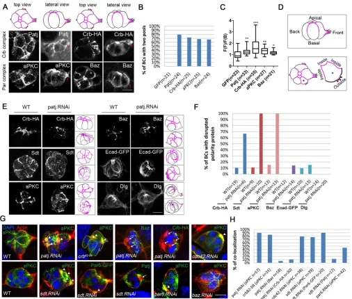Fig. 3. Loss of Crb complex components disrupts the distribution of apical polarity molecules and causes the ectopic distribution of aPKC in actinpatches.sections