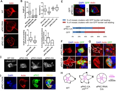 Fig. 4. aPKC is necessary and sufficient for the formation of actin-enriched protrusions of border cells and may play roles in inside-outside polarity.(A) Representative confocal images show that WT border cells display more protrusions, longer protrusions