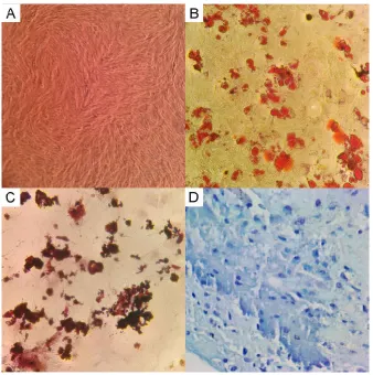 Figure 3. Plasma concentrations of urea and creatinine in the different experimental groups