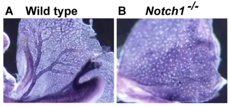 Fig. 2. Vascular defects in a Notch1remodeling of the yolk sac vasculature to generate vessels of differentsizes