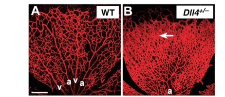Fig. 6. Vascular defects in Dll4areas of vessel fusion (arrow) and increased sprouting and branching atthe leading edge (top) in the Reproduced with permission from Suchting et al