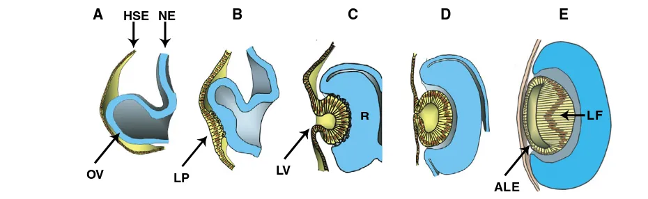 Fig. 1. Schematic of vertebrate lens development. (vesicle is formed, the lens cells in the posterior half of the vesicle elongate and form the lens fiber cells (LF)