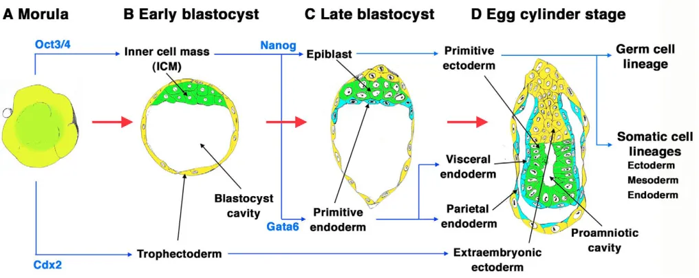Fig. 1. Pluripotent lineages in the mouse embryo. A schematic view of mouse preimplantation development
