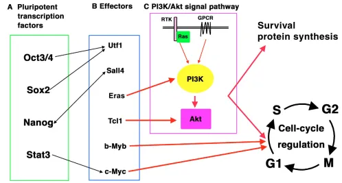 Fig. 3. Regulation of proliferation of mouse ES cells. (drive ES cell proliferation. Among these, Eras and Tcl1 stimulate the (A) Pluripotent transcription factors activate the expression of (B) certain effectors thatC) phosphoinositide-3-kinase (PI3K)/Akt