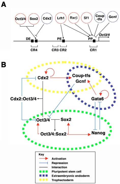 Fig. 4. A transcription factor network to control ES cell self-renewal and differentiation