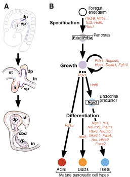 Fig. 1. Pancreatic anatomy, lineages and genes. (A) The dorsal andventral pancreata (dp and vp, respectively) arise at approximately E8.5in the mouse (top), from two strips of gut endoderm (marked dp, vp)that are located adjacent to the forming liver (li) 