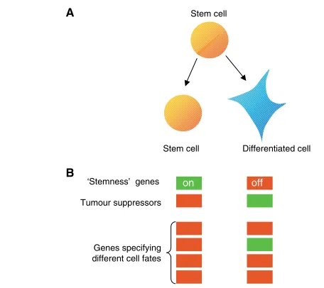 Fig. 1. Polycomb and Trithorax in stem cells and differentiated