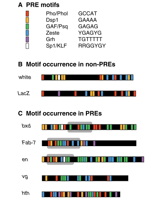 Fig. 3. PRE/TRE motifs and flexibility of PRE/TRE design. (motifs shown to be important for PRE/TRE function