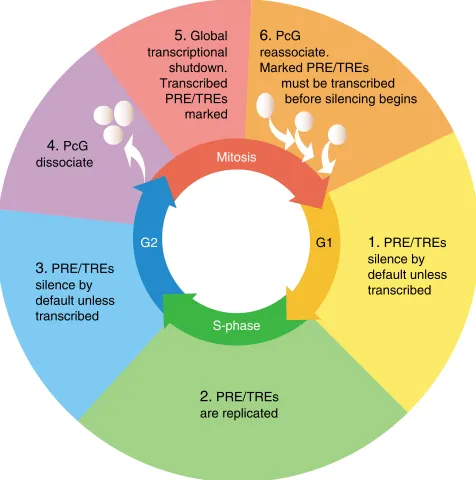 Fig. 4. Model of epigenetic memory at PRE/TREs during the cellcycle. PRE/TRE continues to counteract silencing