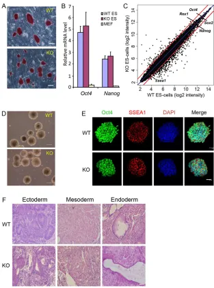 Fig. 1. Characterization of Med23 KO ESCs. (A) Wild-type(WT) and KO ESCs were plated at clonal density with feedercells for 2 days and then stained for alkaline phosphataseactivity (red)