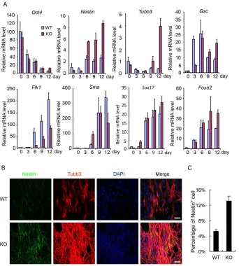 Fig. 2. Enhanced neuroectoderm specificationin spontaneous differentiation of Med23 KOESCs