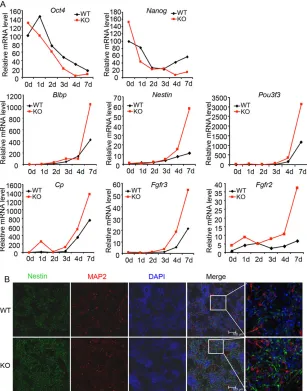 Fig. 3. Med23 deletion promotes neural differentiation inN2B27 culture. (A) ESCs were cultured under monolayerdifferentiation conditions in the presence of N2B27.Expression levels of marker genes for ESC self-renewaland neural precursor cells were measured