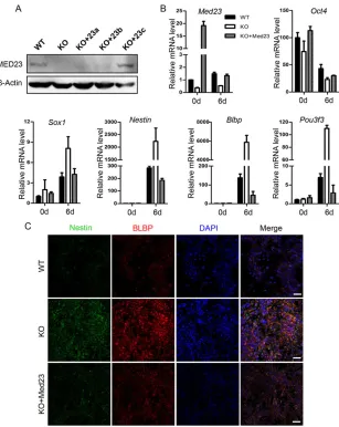 Fig. 4. Enhanced neural differentiation is reversed byre-expression of Med23. (A) Immunoblot of MED23 inwild-type, Med23 KO and Med23 KO+exogenous Med23ESCs