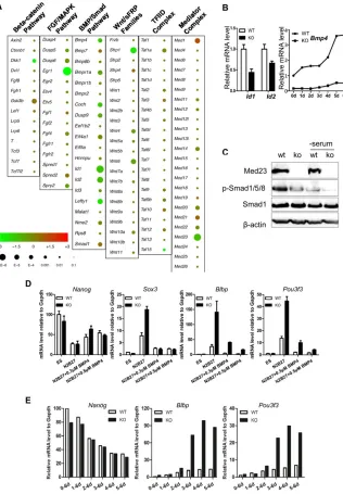 Fig. 5. Med23 deletion attenuates BMP4 signal.