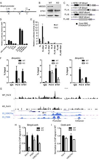 Fig. 6. MED23 affects Bmp4wild-type and KO ESCs. Compared with H3K27acand p300 ChIP-seq data of ENCODE, an enhancerregion of(H,I)activity indicated by ChIP assays of Pol II, P300 andH3K27ac, but did not change theused as a control (pGL-Control)