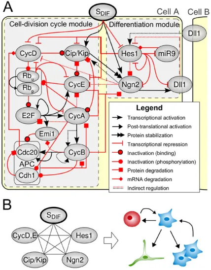 Fig. 1. Regulatory network model of neural progenitor fate decision.(A) Single- and two-cell network models of the coupling between the cell cycleand neural differentiation regulatory modules