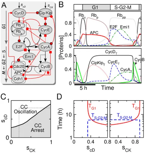 Fig. 2. Dynamics of cell cycle progression lengthening and arrest. (A) TheS-phase entry