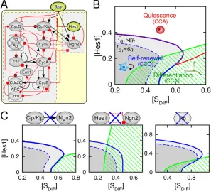 Fig. 3. Cell fate landscapes shaped by the interplay betweenHes1 and Ngn2.domain represents a differentiation-associated CCA state with[various conditions: (left) failure to stabilize Ngn2 by Cip/Kipbinding (boundary represents a proliferation cell cycle o