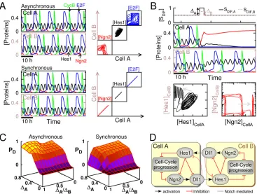 Fig. 5. Coordination between Hes1 dynamics, cell cycle progression and commitment to differentiation in Delta/Notch (DN)-connected cells.Simulations were performed with the two-cell model (Fig