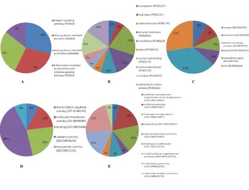 Fig. 3. Pie chart for functional classification of the down regulated genes by the panther