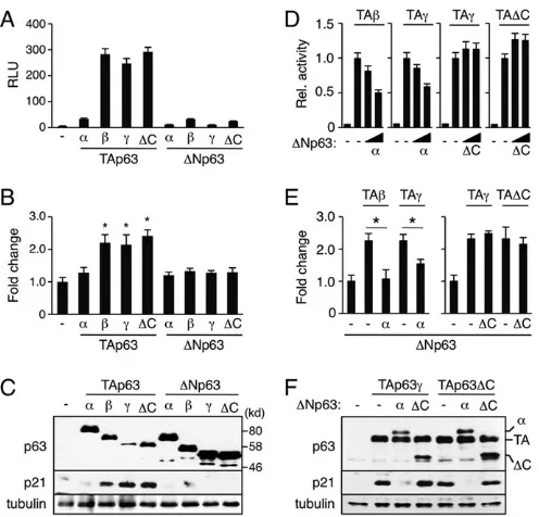 Fig. 6. Altered p63Δafter transfection. Values are mean±s.d. with the basal level set to 1.0.*(D) Reporter assays using the minimal p21C functions in control of p21Waf1/Cip1 expression.(A-C) Stimulation of p21Waf1/Cip1 expression by TAp63ΔC