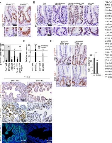 Fig. 4. Increased p16INK4a*Ctnnb1(the latter a control for the lack of proteinexpression) inembryonic day (E)15.5