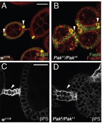 Fig. 2. Polar cells and stalk cells are specified in Pak mutant paired eggchambers. (A,B) Phalloidin-stained wild-type (A) and Pak mutant ovarioles(B) additionally stained with anti-FasIII to reveal polar cells
