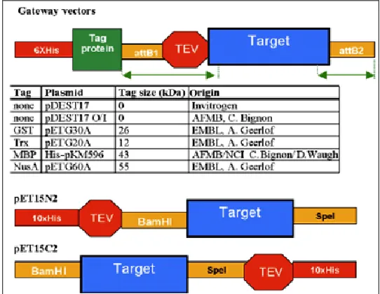 FIG. 3: SCHEMATIC REPRESENTATION OF THE EXPRESSION VECTOR USED IN THE STUDY 24 