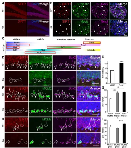 Fig. 1. SIRT1 expression was low in aNSCs but high in aNPCs and immature neurons. (A) Immunostaining of SIRT1 in brain sections from adult WT and KOaNPCs