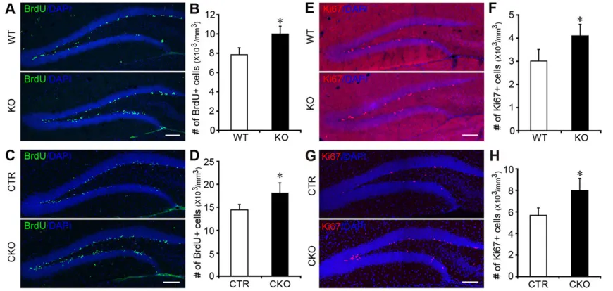 Fig. 2. Loss of SIRT1 increased adult hippocampal neurogenesis in vivo(CTR) and CKO mice (*in DG of WT and KO mice