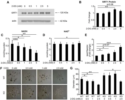 Fig. 7. SIRT1 mediated the effect of 2-DG on aNSC/aNPC self-renewal in vitrot. (A) Immunoblot for SIRT1 and actin for extracts derived from aNSCs/aNPCstreated with different levels of 2-DG for 24 h