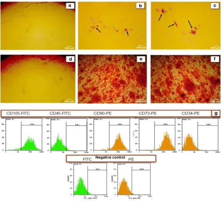 Fig. 2. Characterization of ADSCs. Figures A to F show the ability of human ADSCs to differentiate into adipocyte and osteoblast lineages (100x)