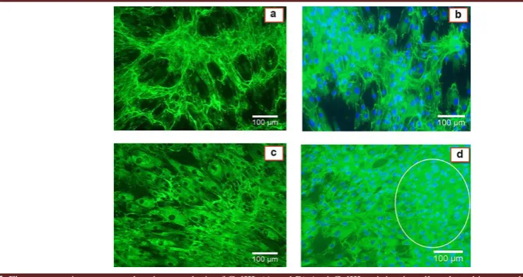 Fig. 3. Cell viability of ADSCs cultured in simulated microgravity (SMG) and static culture after 7 days