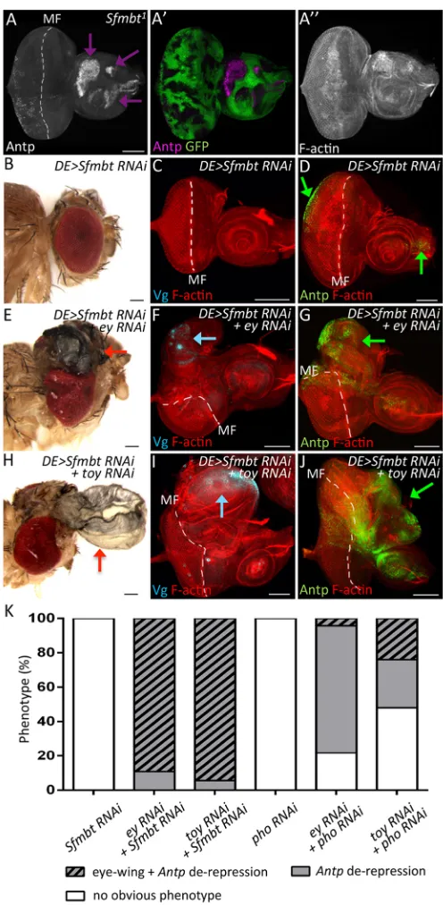 Fig. 5. Simultaneous reductions of Pax6 and Sfmbt induces the eye-to-wing transformation.DE-GAL4>Sfmbt RNAi; toy RNAiPax6 and Sfmbt double knockdown fly heads (red arrows)