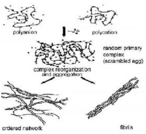 FIGURE 1: SCHEMATIC REPRESENTATION OF PEC’S  FORMATION 