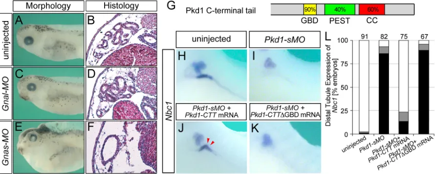Fig. 1. Interfering with G-protein binding of Pkd1 results in a PKD phenotype. (A-F) Xenopus embryos injected with Gnal-MO or Gnas-MO and uninjectedcontrol embryos were analyzed morphologically and histologically at stage 42