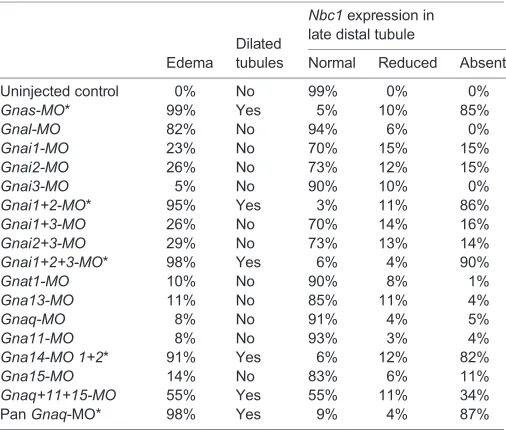 Fig. 2. Systematic analysis of the knockdown phenotypes of G-protein αNbc1hybridization for subunits and their interaction with polycystin 1