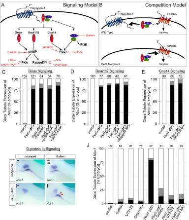 Fig. 4. Connection between polycystin 1 and G-protein signaling in XenopusEach of the bar graphs summarizes the quantification of at least three independent experiments, with white bars indicating normal expression, gray barsreduced expression and black ba
