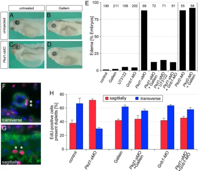 Fig. 5. Loss of polycystin 1 and G-protein β/γ signaling in Xenopus. (A-D) Uninjected controls and embryos injected with Pkd1-sMO in the presence orabsence of 20 µM gallein were analyzed by morphology at stage 42