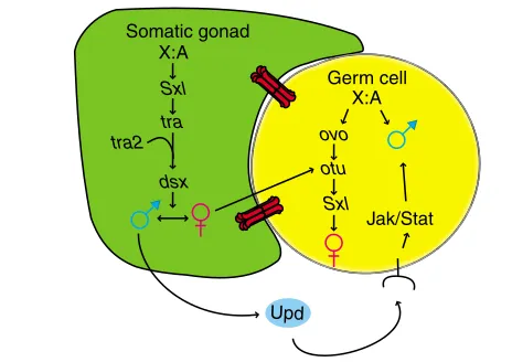 Fig. 1. A simpliﬁed view of sex determination pathways in thesomatic gonad and germline.development
