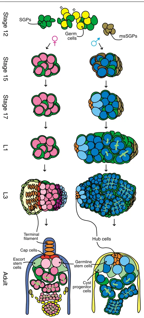 Fig. 2. Diagram of germ cell sexual development. Embryonicstages are as described previously (Campos-Ortega and Hartenstein,1985)