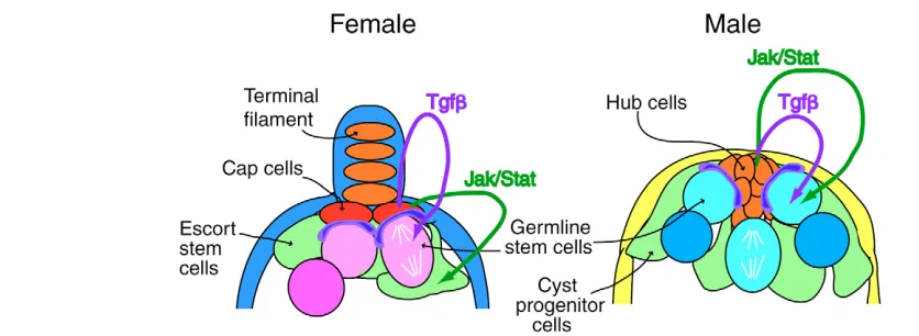 Fig. 3. Enlarged view of the male and female germline stem cell (GSC) niches. In both the male and female GSC niches, GSCs are attachedmale niche (hub) uses both the Jak/Stat and Tgfto the niche via DE-cadherin-rich cell-cell contacts