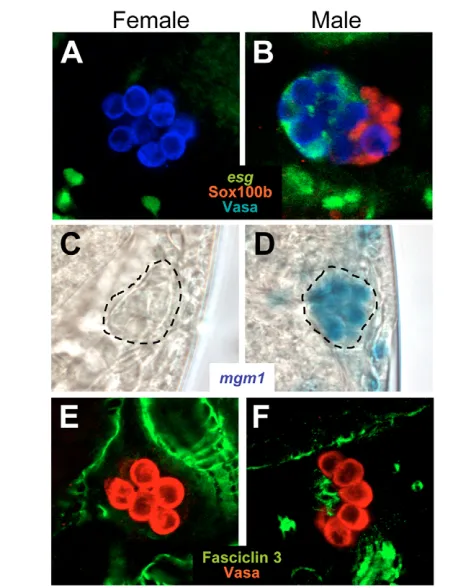 Fig. 4. Sexual dimorphism in the embryonic gonad. ((anti-Vasa, red) and embryonic hub cells (anti-Fasciclin 3, green)