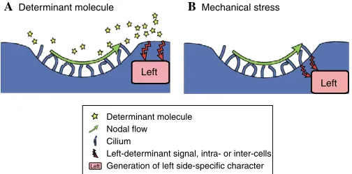 Fig. 3. De novo generation of left-right (LR) asymmetry via threesources of positional information