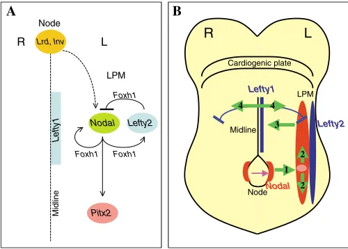Fig. 5. Genetic pathway for, and signal transfer during, left-right